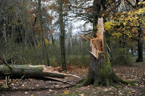 Risque de chutes d'arbres ou de branches