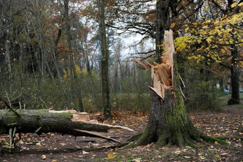 Risque de chutes d'arbres ou de branches